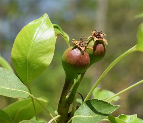 New plum fruits,plum,tree,fruit,edible - free image from needpix.com