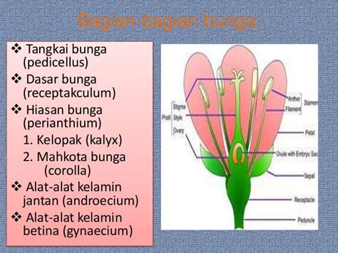 PPT Morfologi Tumbuhan - Jenis dan Bagian Bunga