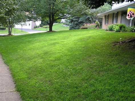 Forsythias are blooming and thoughts turn to…crabgrass | Penn State ...