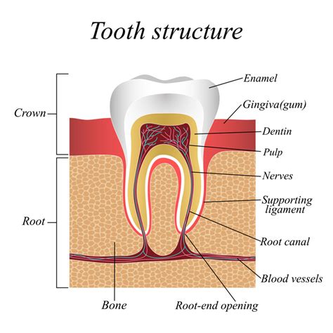 Tooth structure, vulnerability - Angitia.lt