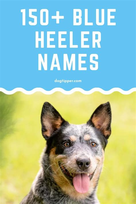 150+ Blue Heeler Names from the Land Down Under!