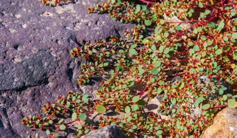 Stone Desert, Flowering Plants Xerophytes, Desert Landscape of a Dried Up River Bed in Texas ...