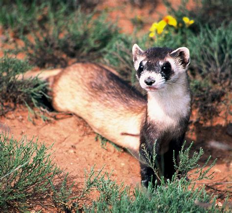 Earth Notes: Ranchers Help Expand Habitat For Endangered Black-Footed Ferret | KNAU Arizona ...