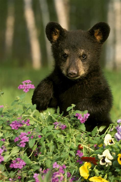 Captive Black Bear Cub Playing In Photograph by Michael DeYoung