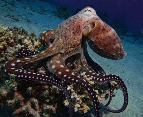 Octopuses: Characteristics, habitats, reproduction and more