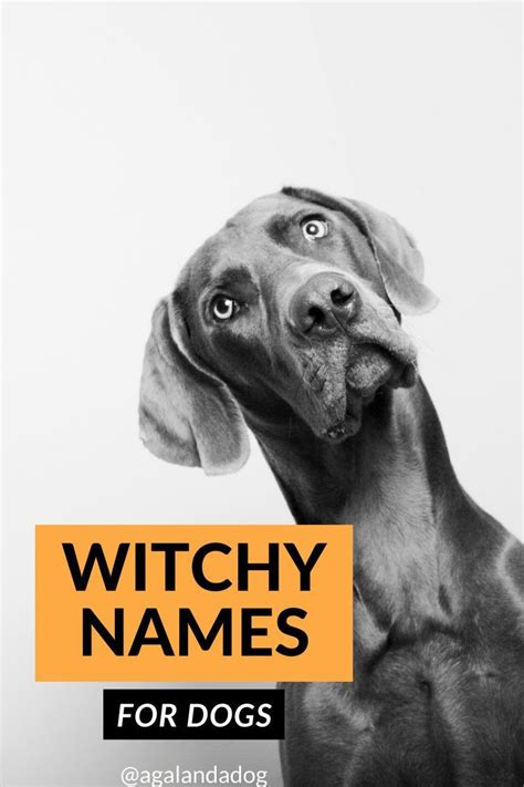 Witchy Names For Dogs - Just in Time For Halloween | Witchy names ...