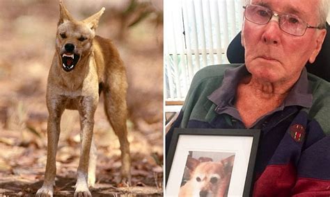 Wheelchair-bound man was forced to watch in horror as a dingo mauled his beloved dog Dotty ...