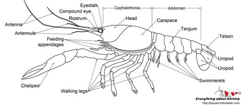 Crayfish External Anatomy - Shrimp and Snail Breeder