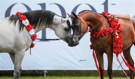 Sopot Arabian Horse Show - The Arabian Magazine