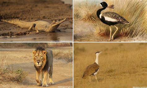 4 Indigenous Species In India That Need Conservation Efforts In 2023