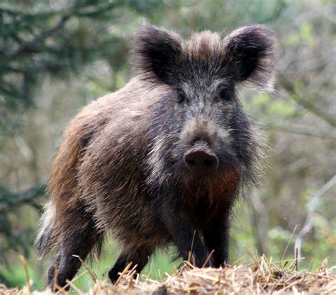 Wild Boar | Animal Photo