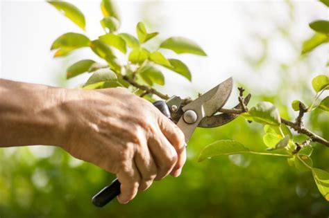 12 tips for good tree pruning - thisNZlife