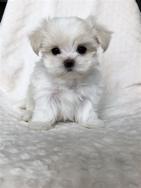 Teacup Maltese short nose puppy for sale! - iHeartTeacups