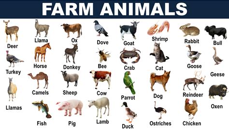 FARM ANIMALS’ NAMES PDF Archives - Vocabulary Point