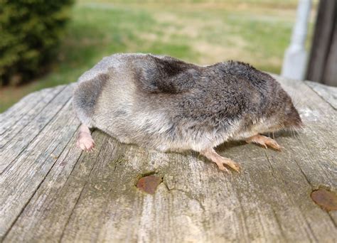 Blue Ridge Foothills & Lakes Virginia Master Naturalists: Vole…Mole…or ...