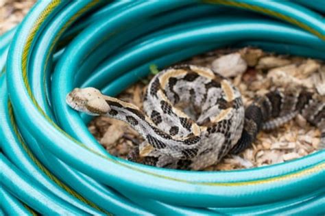 Timber Rattlesnake Dangers (with Bite, Venom, and Disease Facts)