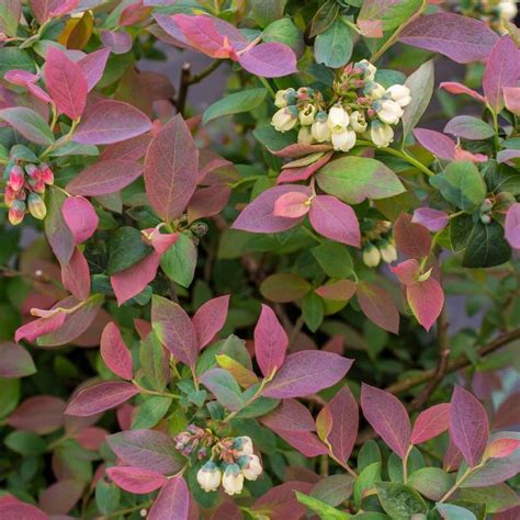 'Pink Icing' Blueberry - Landscape Design, Installation, Maintenance and Native Plant Nursery ...