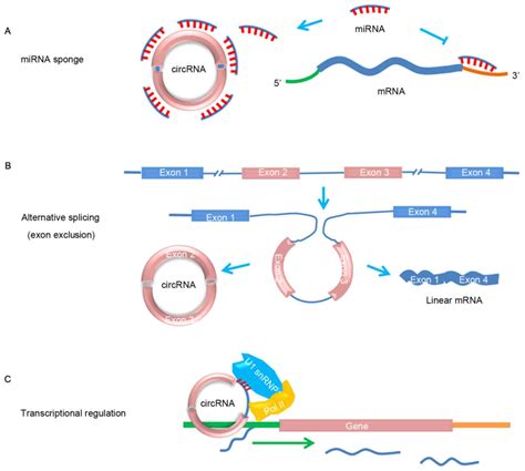 4. What Is The Function Of Mrna