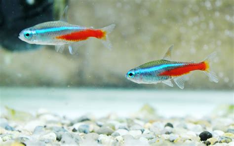 15 Best Neon Tetra Tank Mates - AquariumNexus