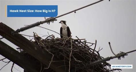 Hawks Nesting: What Does It Look Like?