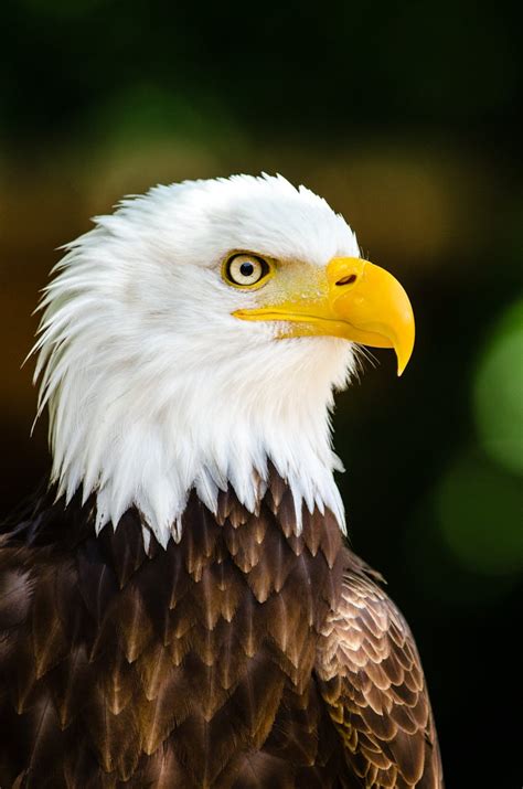 Close Up Photography of Bald Eagle · Free Stock Photo