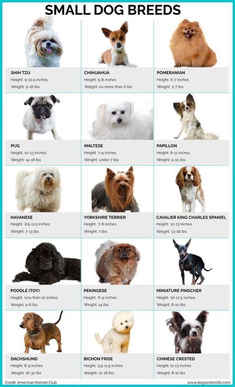 Small Dog Breeds In 2023 Dog Breeds Chart, Cute Dogs, 60% OFF