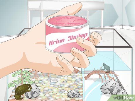 3 Ways to Care for African Clawed or Dwarf Frogs - wikiHow Pet