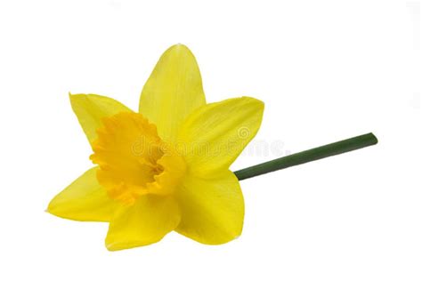 Isolated Picture of a Beautiful Yellow Daffodil. Stock Photo - Image of bright, flora: 144345886