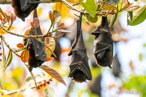 Black Flying-fox – AHP Wild