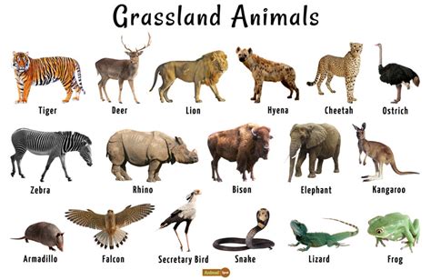 Grassland Animals List, Facts, Adaptations, Pictures