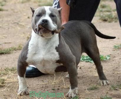 DEFORMED DOGS AND BREED STANDARDS | TheDogPress