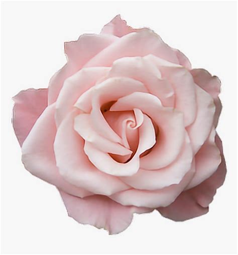 Pastel Pink Rose Png, Transparent Png - kindpng