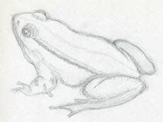 Realistic Frog Outline