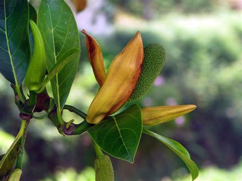 Jackfruit flower | Madagascar. Ranomafana village. en.wikipe… | Flickr