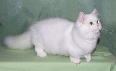 The Most Adorable Munchkin Cat Breeds