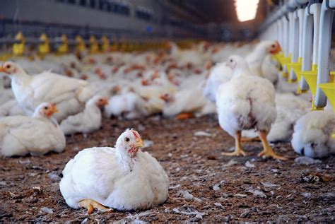 Poultry farming | Description, Techniques, Types, & Facts | Britannica