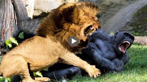 Lion VS Gorilla - Real Fight - AMAZING ANIMAL