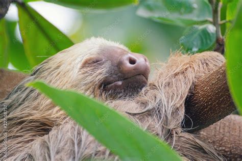 Lazy Sloth Stock Photo | Adobe Stock