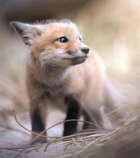 Baby foxes are so cute! : r/aww