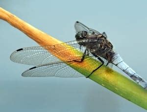 white dragonfly free image | Peakpx