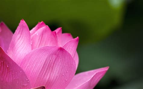 Free picture: water lily, lotus, petals, nature, pink, bloom, blossom, flora, flower