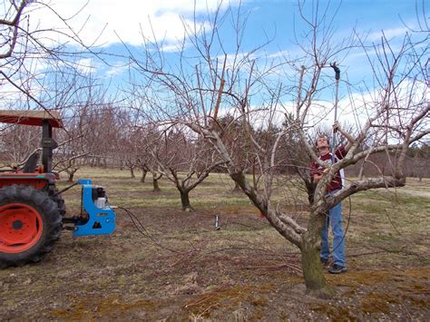 Brenda's Berries & Orchards: Pruning Peach Trees