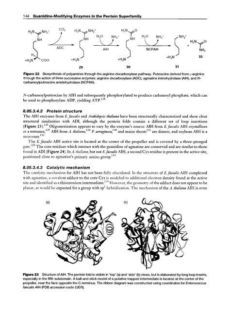 Arginine biosynthesis pathway - Big Chemical Encyclopedia