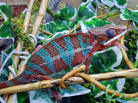 Panther Chameleon Blue Bar Ambilobe Male - Ringtail Exotics Pets