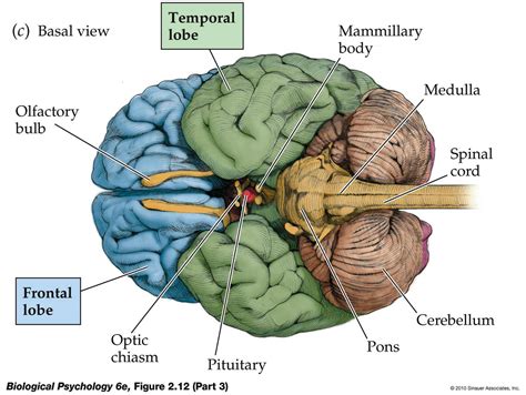 Detailed Brain Diagram