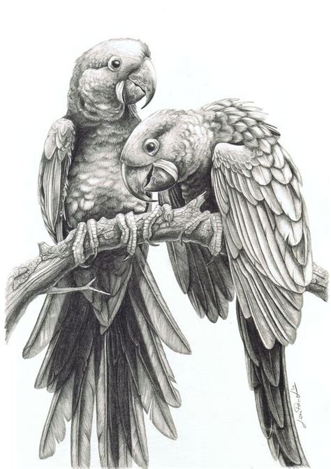 parrot drawing - Recherche Google | Pencil drawings of animals, Bird drawings, Cool pencil drawings