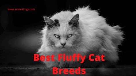 What are the best Fluffy Cat breeds? - Animal Tings