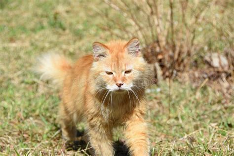 Wild Cat In Natural Habitat Stock Photo - Image of beautiful, lovely: 131090564