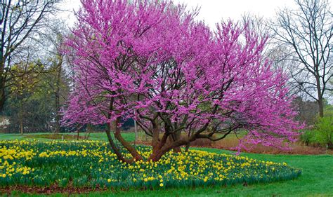 Redbud Tree Care | The Best Practices — PlantingTree