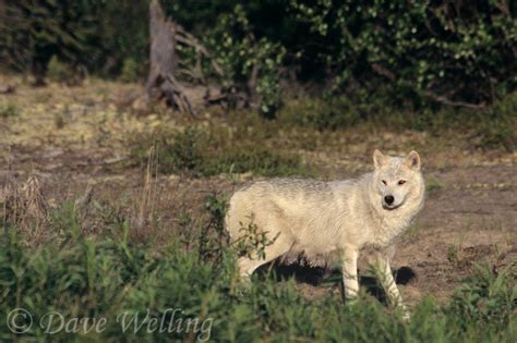 Wolves, Wolf Facts, Cougars, Cougar Facts, Coyotes, Coyote Facts - Wolves, Cougars, Coyotes ...